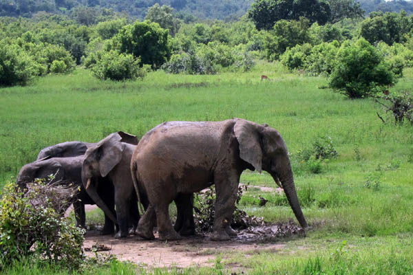Savannah elephants in Mole National Park, Ghana